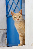 CAT 02 KH0231 01
Orange Tabby Greek Island Cat Sitting By Blue Door