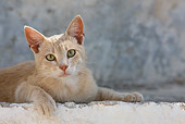 CAT 02 KH0247 01
Close-Up Of Orange Tabby Greek Island Cat Laying On Wall
