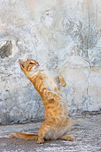 CAT 02 KH0249 01
Orange Tabby Greek Island Cat Sitting Up By Wall