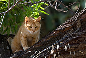 CAT 02 KH0252 01
Orange Tabby Greek Island Cat Climbing Tree