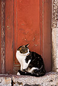 CAT 02 KH0257 01
Brown And White Tabby Greek Island Cat Sitting By Red Door