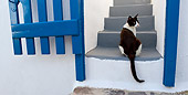 CAT 02 KH0267 01
Black And White Greek Island Cat Sitting On Stairs By Blue Gate
