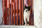 CAT 02 KH0269 01
Black And White Greek Island Cat Walking Through Red Gate