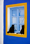 CAT 02 KH0274 01
Two Black Greek Island Cats Sitting By Blue And Orange Window