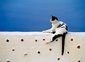 CAT 02 KH0286 01
Black And White Greek Island Cat Laying On White Wall