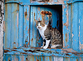 CAT 02 KH0293 01
Tabby And White Greek Island Cat Sitting On Blue Windowsill