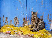 CAT 02 KH0296 01
Brown Tabby Greek Island Cat Sitting On Fishing Net By Blue Fence