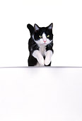 CAT 02 RK0236 04
Black And White Cat Jumping On White Seamless Studio
