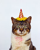 CAT 02 RK0338 05
Head Shot White Brown Tabby Cat Wearing Party Hat White Seamless Studio