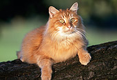 CAT 02 RK0499 04
Portrait Head Shot Of Orange Cat Laying On Fall Yellow Leaves