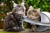 CAT 03 JE0049 01
Norwegian Forest Cat Kittens Sitting With Metal Watering Can In Garden