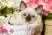 CAT 03 JE0061 01
Ragdoll Kitten Sitting In Box By Flowers