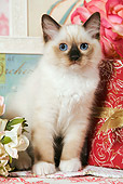 CAT 03 JE0062 01
Ragdoll Kitten Sitting By Flowers