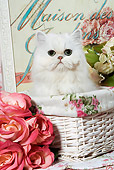 CAT 03 JE0063 01
Chinchilla Persian Kitten Sitting In Basket By Flowers