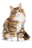 CAT 03 JE0066 01
Norwegian Forest Cat Kitten Sitting On White Seamless