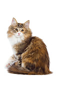 CAT 03 JE0067 01
Norwegian Forest Cat Kitten Sitting On White Seamless