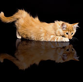 CAT 03 JE0070 01
Norwegian Forest Cat Kitten Crouching On Black Floor