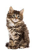 CAT 03 JE0072 01
Norwegian Forest Cat Kitten Sitting On White Seamless