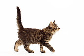 CAT 03 JE0073 01
Norwegian Forest Cat Kitten Walking On White Seamless