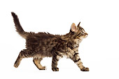 CAT 03 JE0074 01
Norwegian Forest Cat Kitten Walking On White Seamless