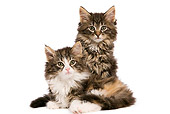 CAT 03 JE0077 01
Norwegian Forest Cat Kittens Sitting On White Seamless