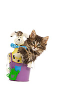 CAT 03 JE0080 01
Norwegian Forest Cat Kitten Peeking Out Of Flower Pot On White Seamless