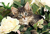 CAT 03 JE0082 01
Norwegian Forest Cat Kitten Sitting In Rose Bush