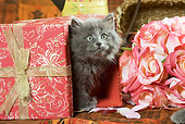 CAT 03 JE0083 01
Grey Kitten Peeking Out Of Gift Box
