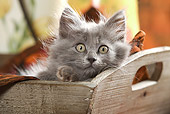 CAT 03 JE0084 01
Grey Kitten Peeking Out Of Wooden Box
