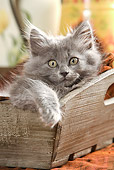 CAT 03 JE0085 01
Grey Kitten Peeking Out Of Wooden Box