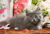 CAT 03 JE0087 01
Grey Kitten Laying By Flowers