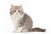 CAT 03 JE0089 01
British Longhair Kitten Sitting On White Seamless