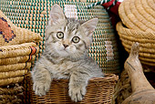 CAT 03 JE0090 01
British Shorthair Kitten Sitting In Basket