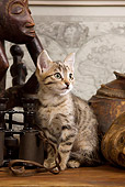 CAT 03 JE0091 01
Tabby Kitten Sitting By Binoculars And Sculpture