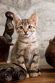 CAT 03 JE0092 01
Tabby Kitten Sitting By Binoculars And Sculpture