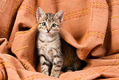 CAT 03 JE0093 01
Tabby Kitten Sitting On Orange Cloth