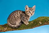 CAT 03 JE0096 01
Tabby Kitten Sitting On Mossy Branch