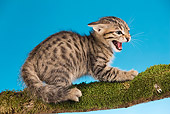 CAT 03 JE0097 01
Tabby Kitten Sitting On Mossy Branch Hissing