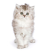 CAT 03 RK2710 01
Silver Persian Kitten Standing On White Seamless
