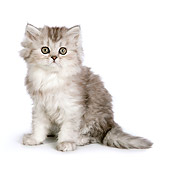 CAT 03 RK2711 01
Silver Persian Kitten Sitting On White Seamless