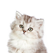 CAT 03 RK2712 01
Head Shot Of Silver Persian Kitten Sitting On White Seamless