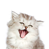 CAT 03 RK2713 01
Head Shot Of Silver Persian Kitten Sitting On White Seamless Yawning