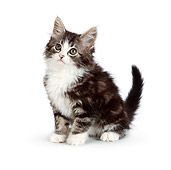CAT 03 RK2714 01
Tabby Kitten Sitting On White Seamless