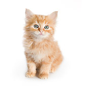 CAT 03 RK2715 01
Orange Tabby Kitten Sitting On White Seamless