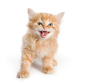 CAT 03 RK2716 01
Orange Tabby Kitten Sitting On White Seamless Hissing