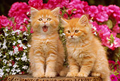 CAT 03 GR0735 01
Orange And White Tabby Kittens Sitting On Tree Stump By Flowers