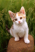 CAT 03 GR0778 02
Calico Kitten On Rock