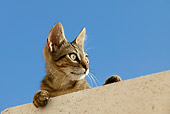 CAT 03 KH0110 01
Tabby Greek Island Kitten Peering Over Wall