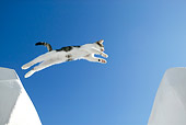 CAT 03 KH0118 01
Tabby And White Greek Island Kitten Jumping Over Gap In White Wall