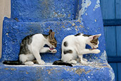 CAT 03 KH0126 01
Two Tabby Greek Island Kittens Sitting Licking Paws On Blue Stairs